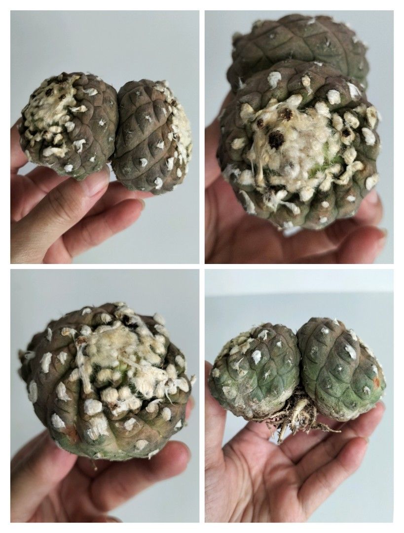 1) Ariocarpus cauliflower, 2) Multi heads Gymnocalycium Friedrichii LB