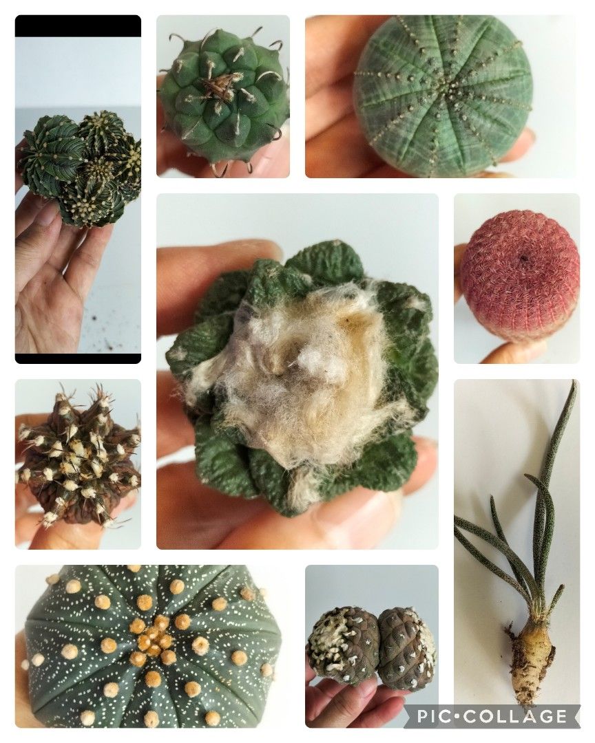 1) Ariocarpus cauliflower, 2) Multi heads Gymnocalycium Friedrichii LB