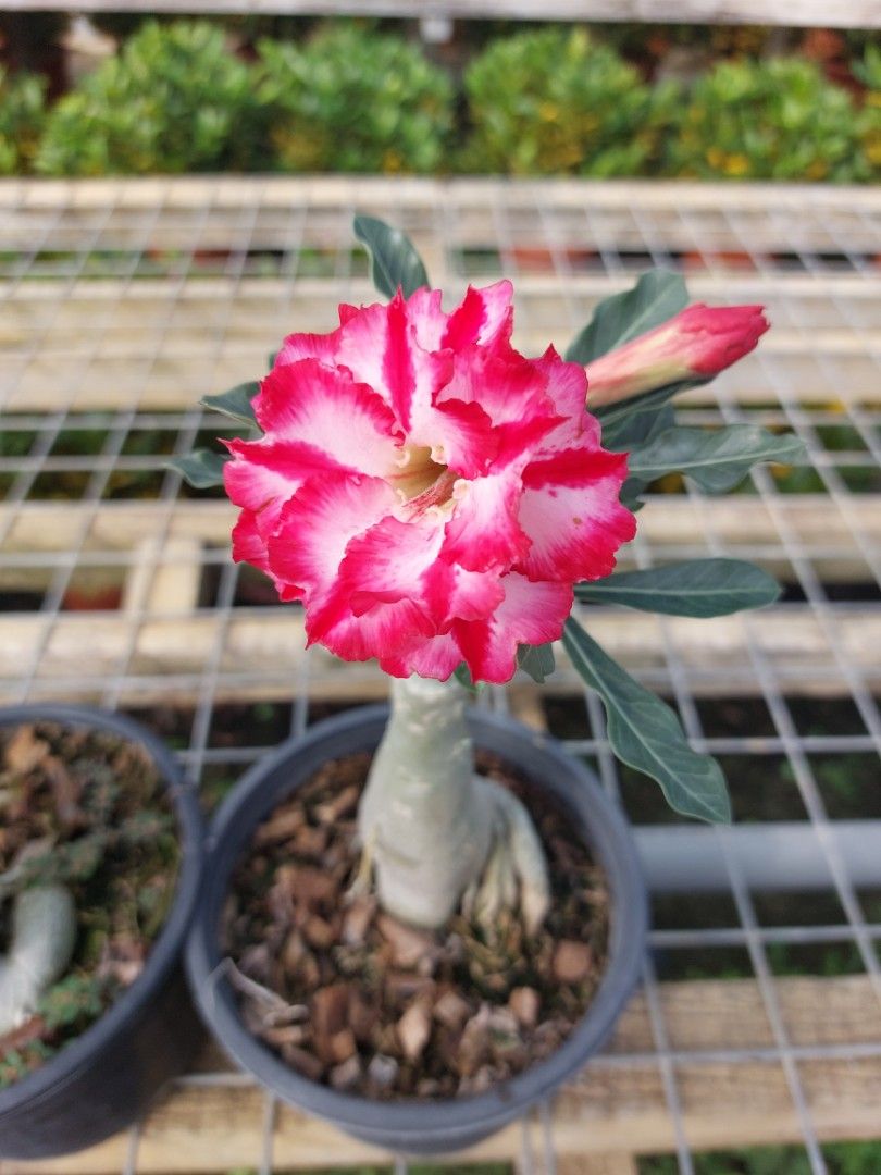 Flowering Adenium, Furniture & Home Living, Gardening, Plants & Seeds ...