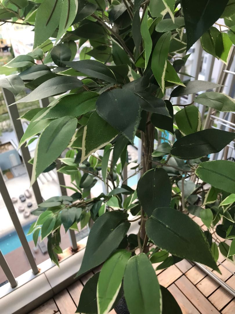 Ikea New FEJKA Artificial potted plant, in/outdoor Weeping fig, 21 cm