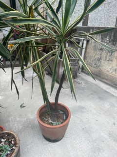 （分類：）位於 。 由 clotildegrd 提交（商品編號 1209984644，圖片 1）。簡介： 。