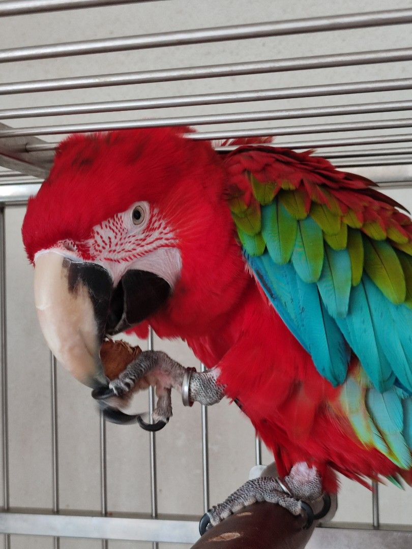 Parrot food treats nuts walnut, Pet Supplies, Pet Food on Carousell