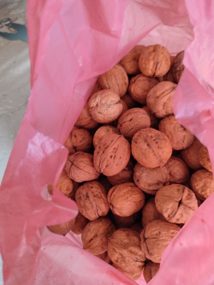 Parrot food treats nuts walnut, Pet Supplies, Pet Food on Carousell