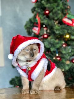 Pet Dog & Cat Christmas Costume