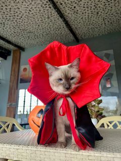 Pet Dog & Cat Halloween Costume