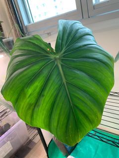 Philodendron Dean Mcdowell