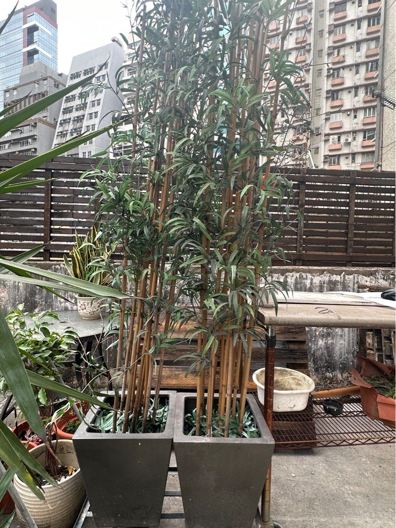 Tall Bamboo Plants x2, 傢俬＆家居, 家居裝飾, 人工植物盆栽 Carousell