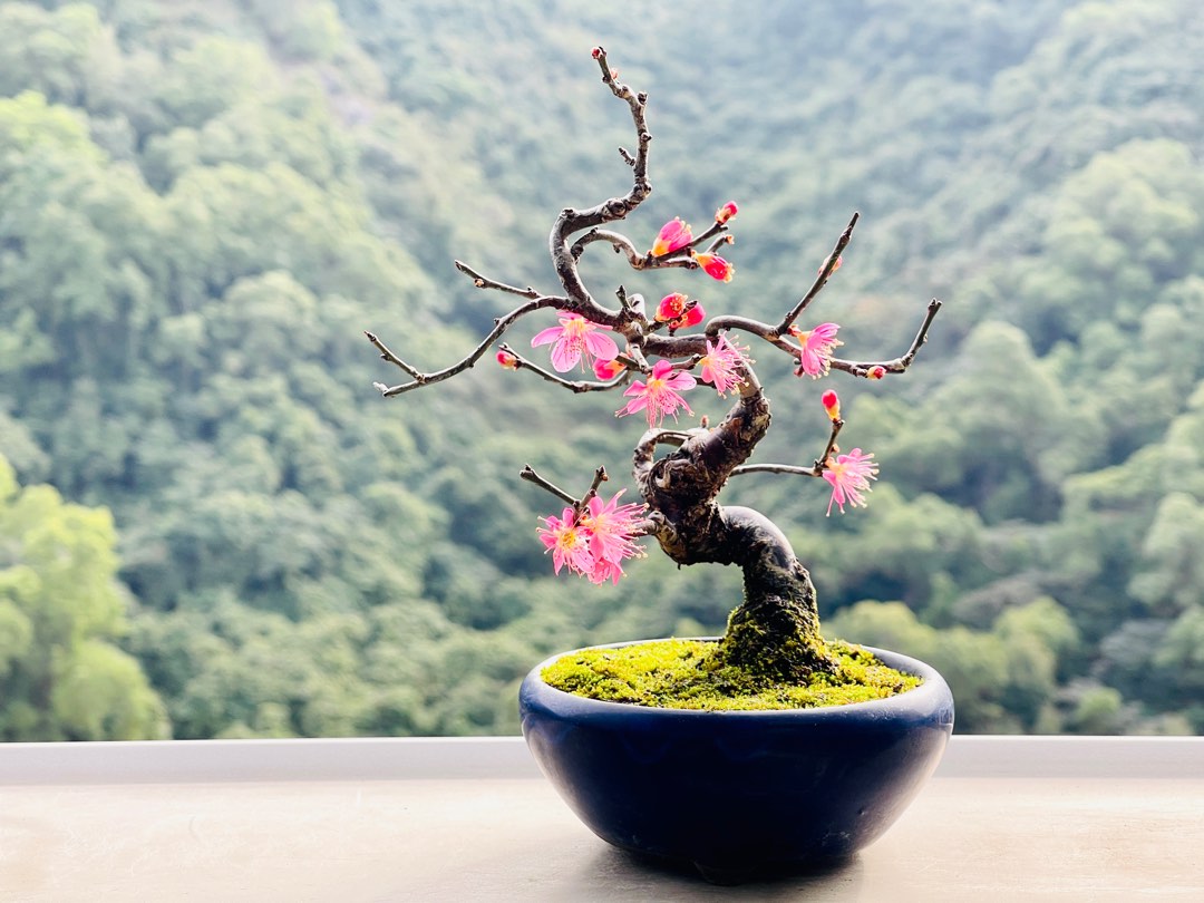 盆栽 盆栽鉢 鉢 植木鉢 中野行山 行山造印 - 盆栽