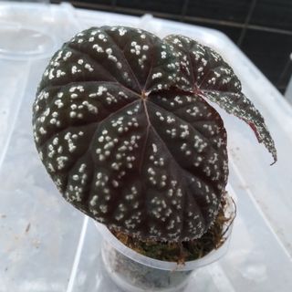(Category: ) located in . Submitted by hendroprayogobegonia (Listing ID 1210109567, Image 1). Description: .