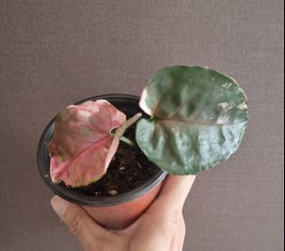 (Category: ) located in . Submitted by PlantAPlantAtHome (Listing ID 1210116425, Image 1). Description: .