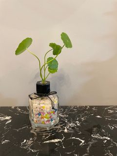 Chinese money/coin plant (For working desk/ table / kitchen/ WC decoration)