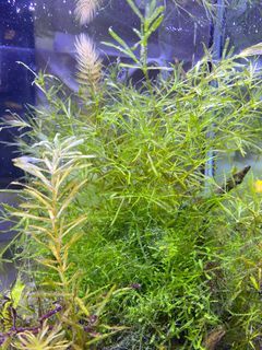 Aquatic plant with free assassin sn ail