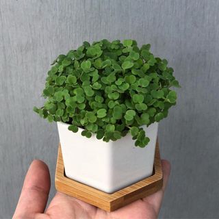 （分類：）位於 。 由 tkstephen 提交（商品編號 1210355987，圖片 1）。簡介： 。