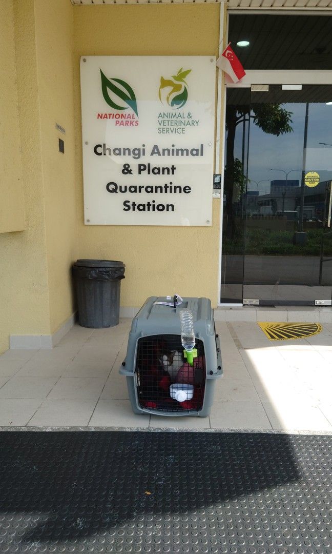 Petmate cage to go, Pet Supplies, Homes & Other Pet Accessories on