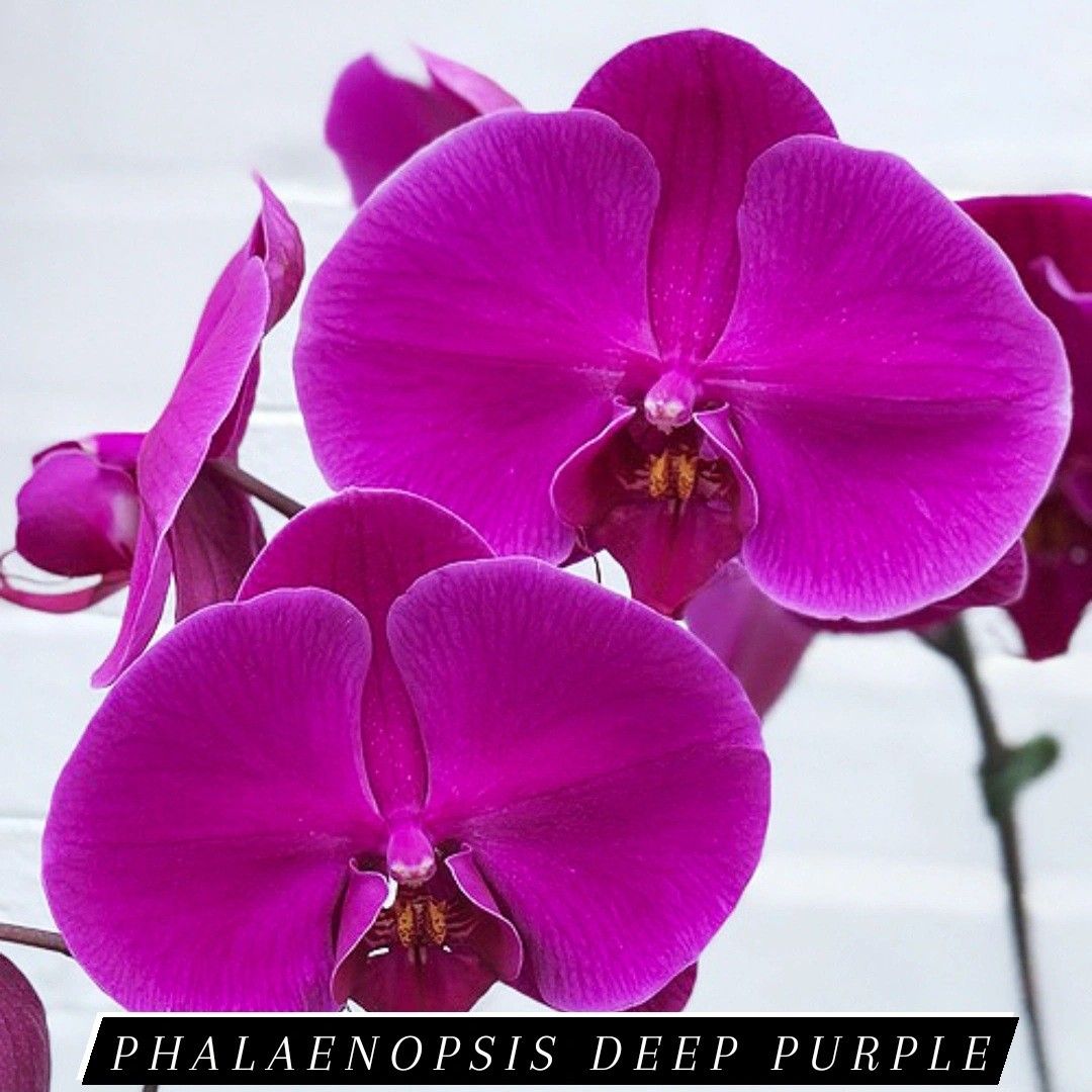 Phalaenopsis Deep purple orchid plant, Furniture & Home Living ...