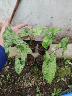 (Category: ) located in . Submitted by hendroprayogobegonia (Listing ID 1210449653, Image 1). Description: .