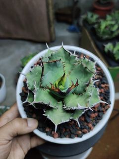 (Category: ) located in . Submitted by hendroprayogobegonia (Listing ID 1210448375, Image 1). Description: .