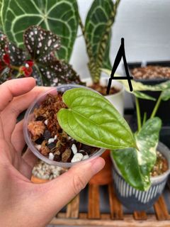 (Category: ) located in . Submitted by tinygreenhouse (Listing ID 1210512343, Image 1). Description: .