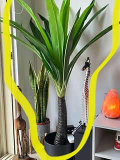 (Category: ) located in . Submitted by bananaz (Listing ID 1210462804, Image 1). Description: .