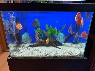 (Category: ) located in . Submitted by happyluck888 (Listing ID 1210575526, Image 1). Description: .