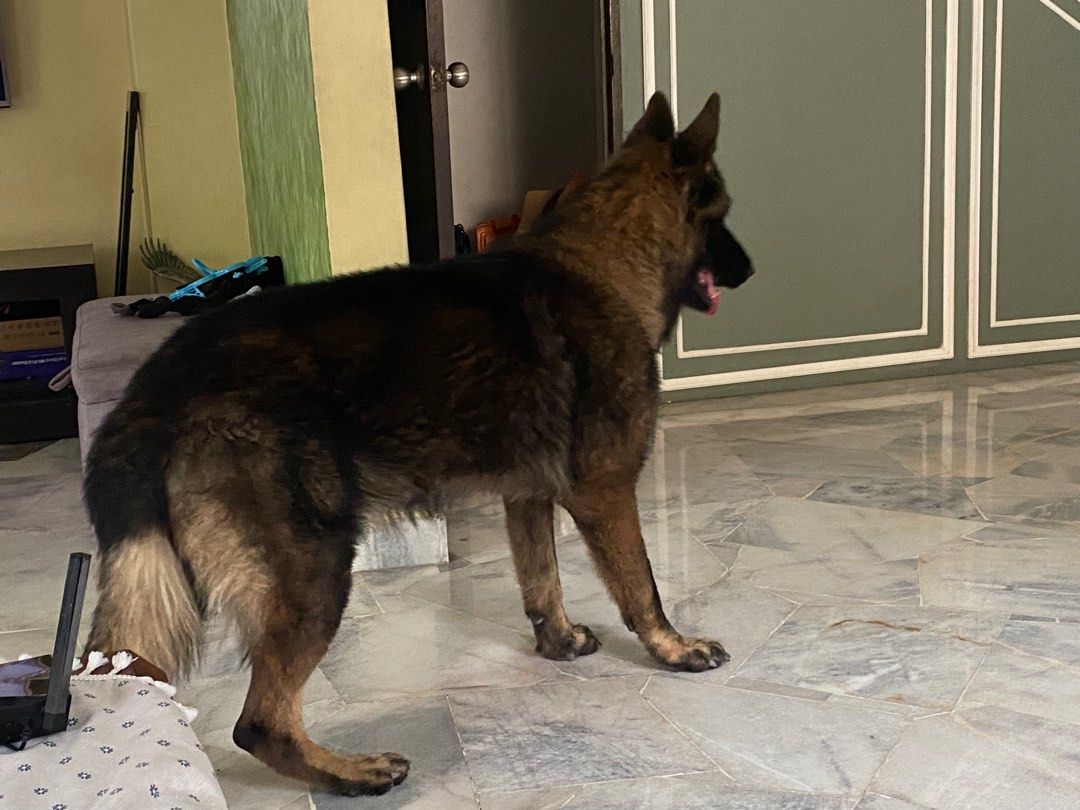 GSD German Shepherd Male stud/mating, Pet Supplies, Homes & Other Pet