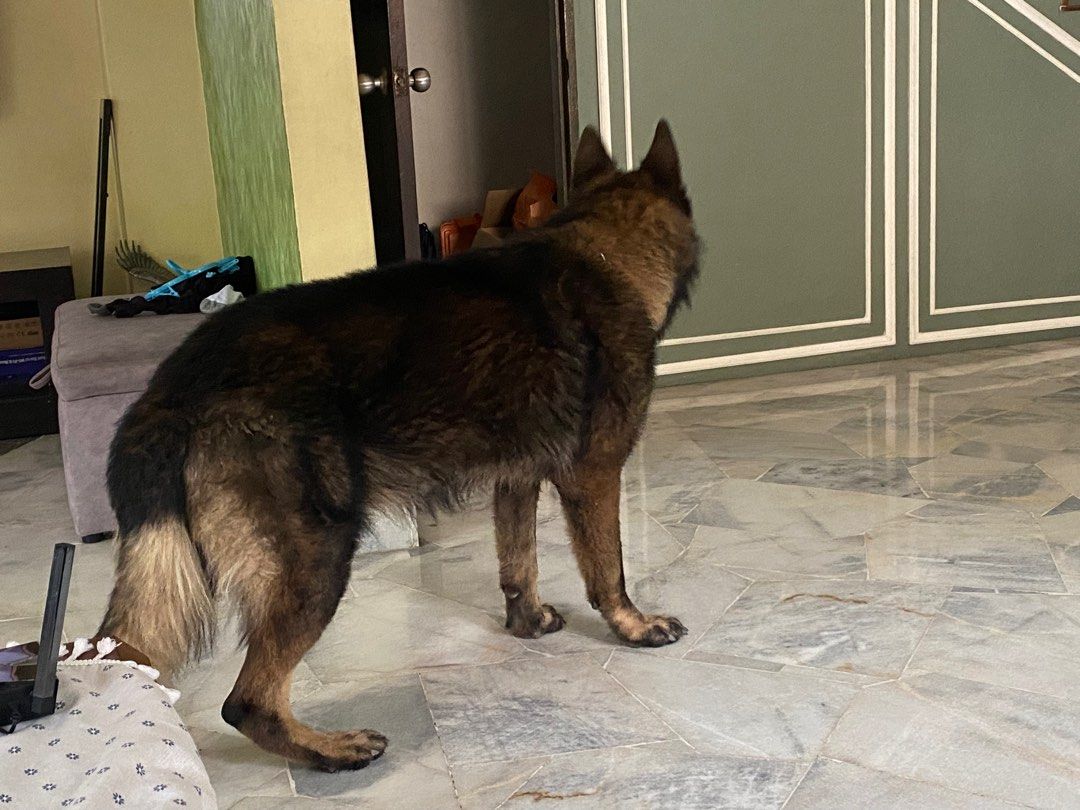 GSD German Shepherd Male stud mating Pet Supplies Homes Other