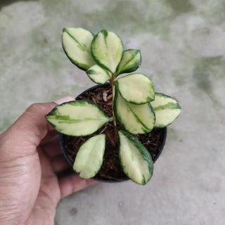 (Category: ) located in . Submitted by hendroprayogobegonia (Listing ID 1210448127, Image 1). Description: .