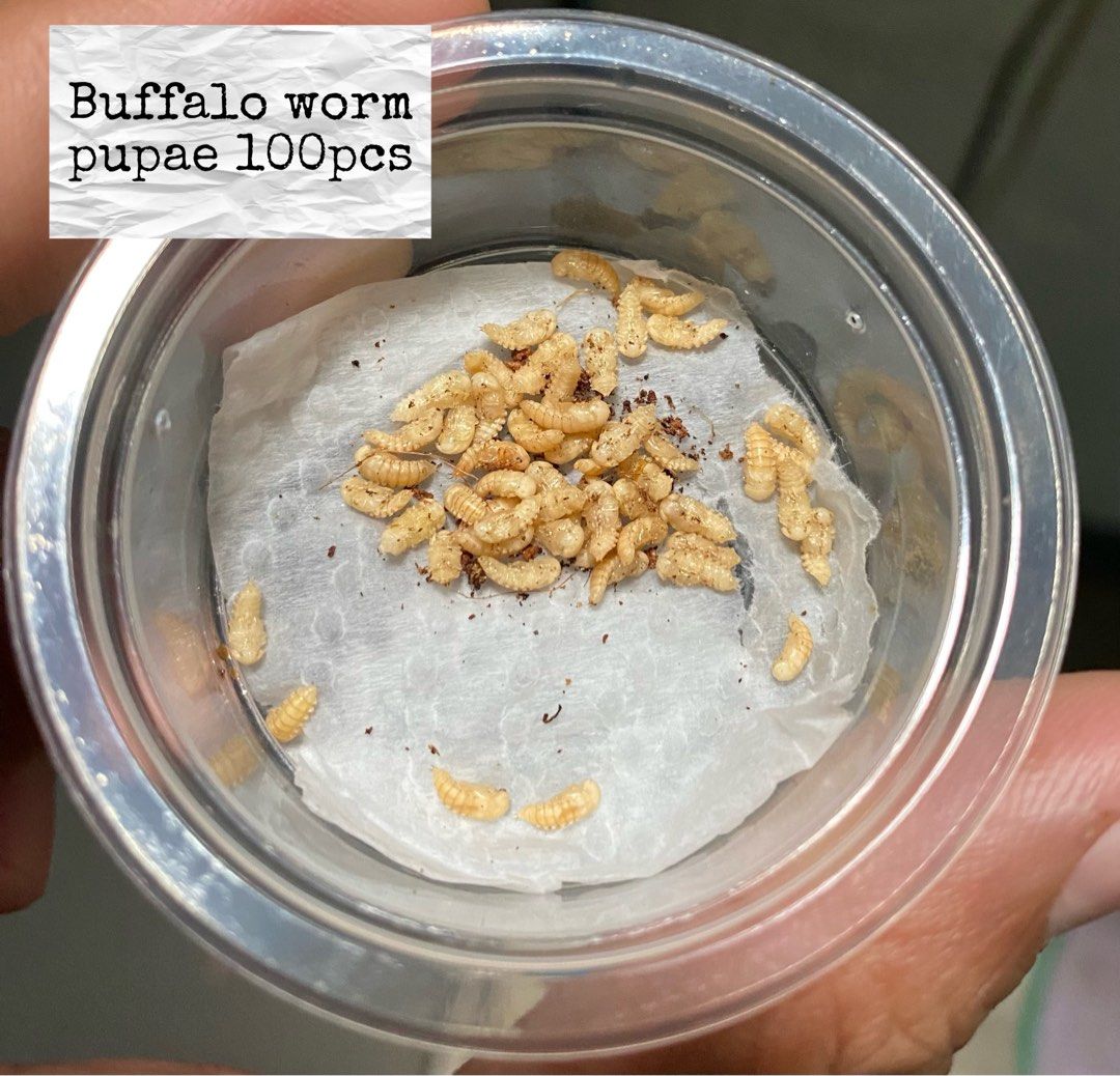 Mealworm & Buffaloworm pupae, Pet Supplies, Pet Food on Carousell