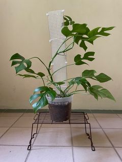 (Category: ) located in . Submitted by clean_corridor (Listing ID 1210545294, Image 1). Description: .