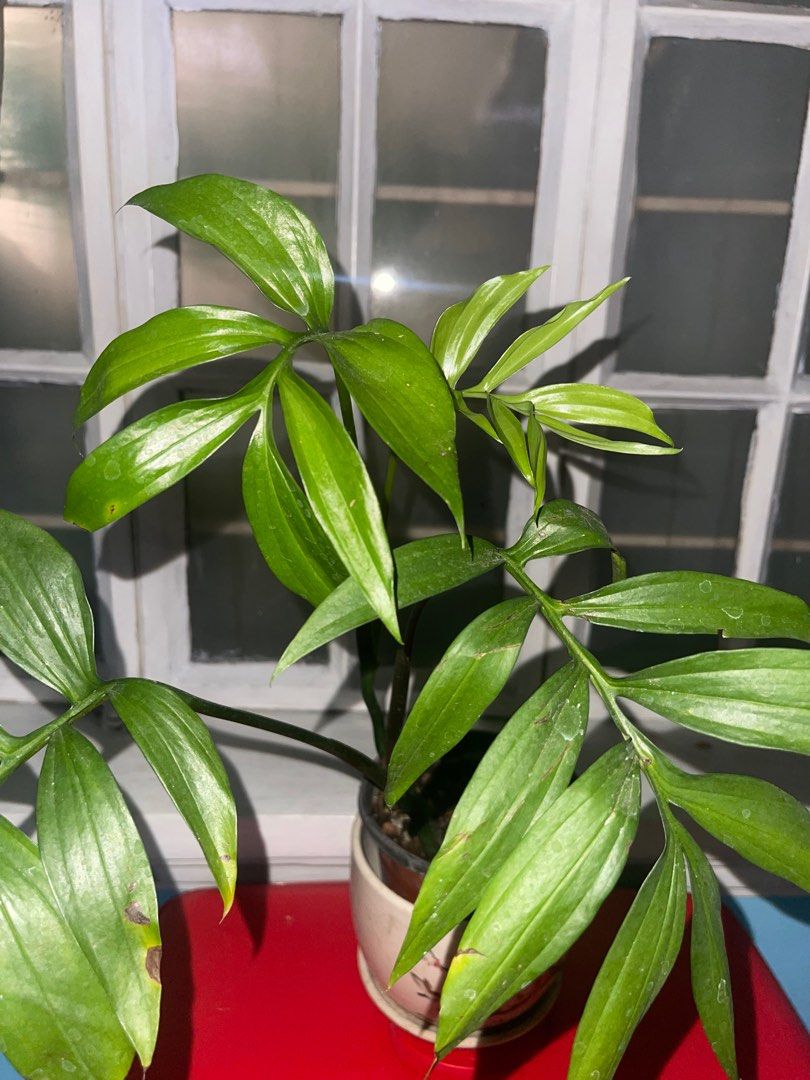 Monstera subpinnata (Category: Plants & Seeds) located in Makati City. Submitted by plantlifeph (Listing ID 1210459285, Image 3). Description: Monstera subpinnata - well rooted and established - 4 leaves with some damages Shipping from Imus, Cavite.