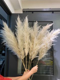 Pampas, sale!