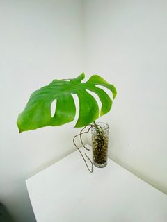 （分類：）位於 。 由 oceaneve 提交（商品編號 1210470755，圖片 1）。簡介： 。