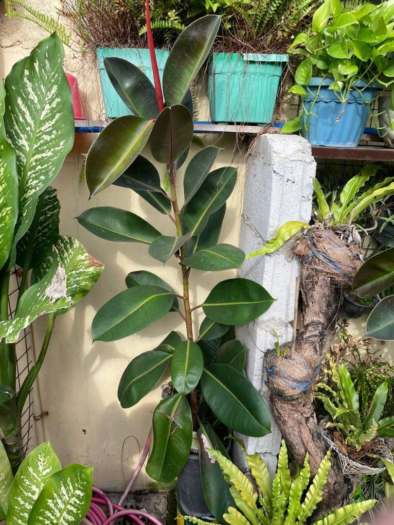Rubber Tree Colour Rubber Tree, Furniture & Home Living, Gardening, Plants & Seeds on ...