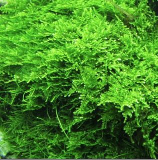 Willow Moss for Sale