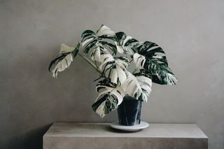 （分類：）位於 。 由 kmoriltd815 提交（商品編號 1207040434，圖片 1）。簡介： 。
