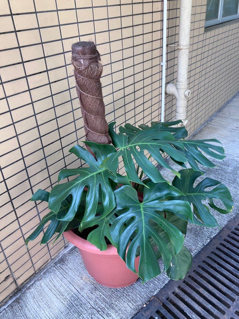 室內植物 Indoor Plants, 傢俬＆家居, 園藝, 植物及種子 Carousell