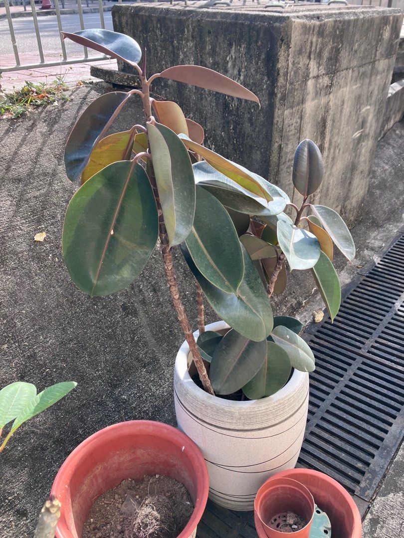 室內植物 Indoor Plants, 傢俬＆家居, 園藝, 植物及種子 Carousell
