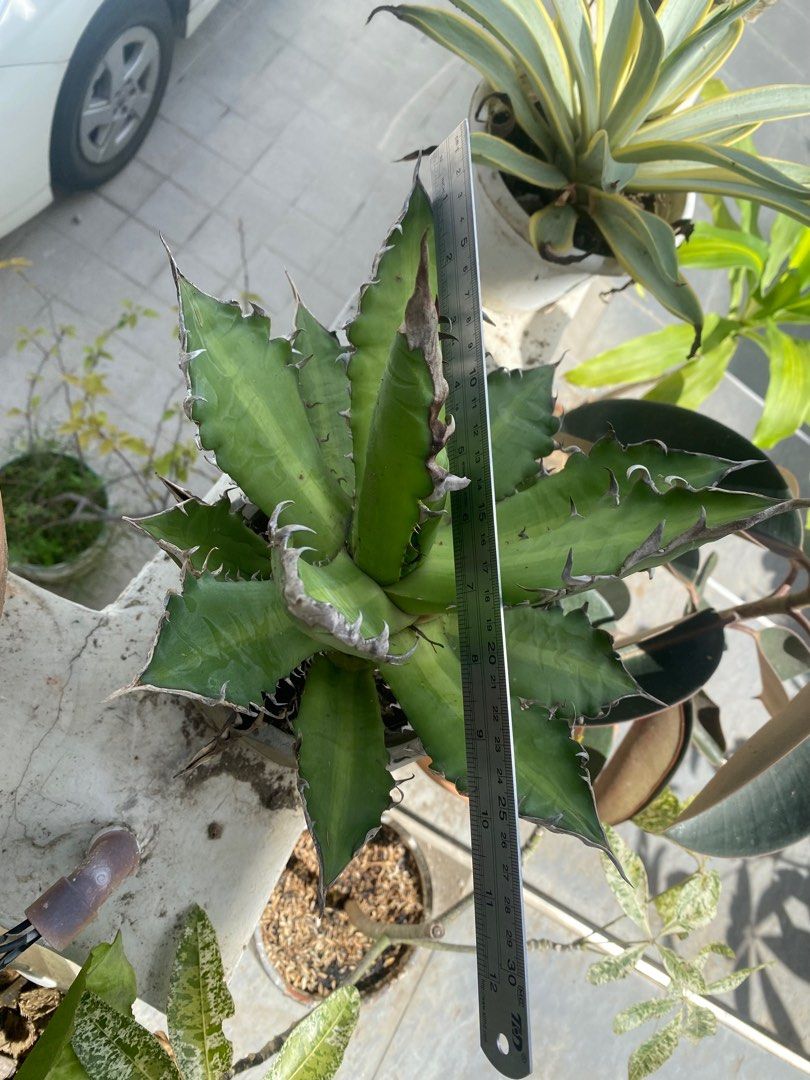 Agave Titanota Red Catweazle (Category: Plants & Seeds) located in Pasig City. Submitted by cjohanson (Listing ID 1206964204, Image 2). Description: Agave Titanota Red Catweazle Pictured with 12inch Ruler Ugong, Pasig Rider/personal pick up only Plant is big .