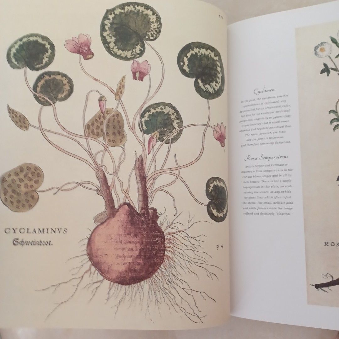 BOTANICAL ART FROM RENAISSANCE HERBARIA TO THE 19TH CENTURY /ANGLAIS