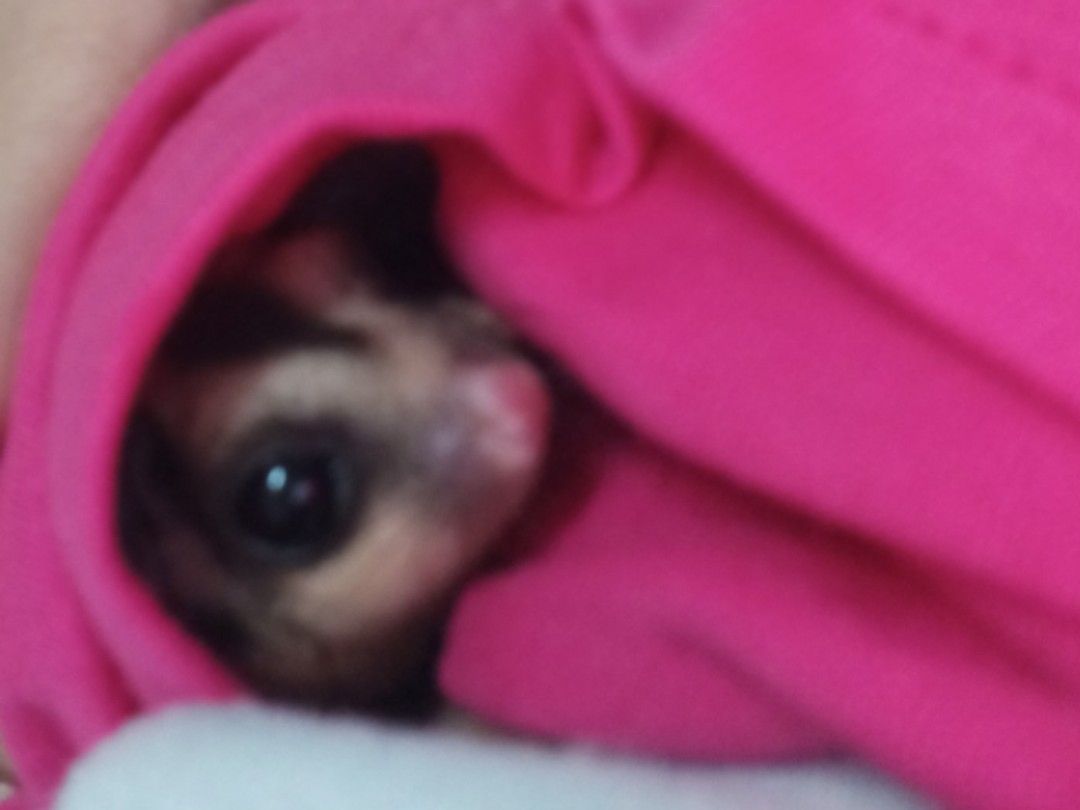 [Hilang/Missing] The Arc, Cyberjaya, Pet Supplies, Health & Grooming on