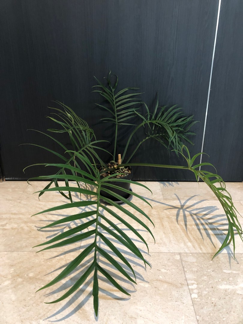 Philodendron Tortum, Furniture & Home Living, Gardening, Plants & Seeds ...
