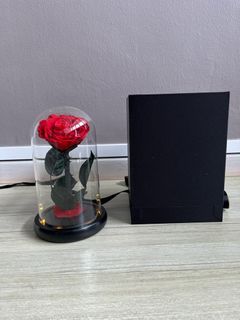Preserved Rose flower dome