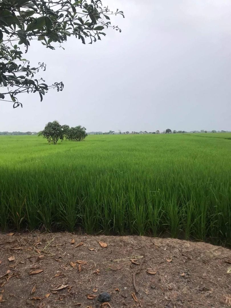 Rice Farm with lot for sale, Property, For Sale, Lot on Carousell