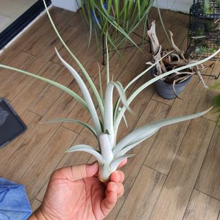 (Category: ) located in . Submitted by straminea (Listing ID 1206943970, Image 1). Description: .
