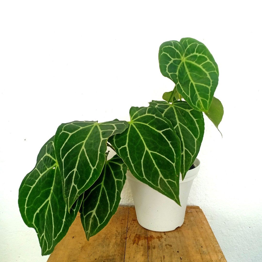 Anthurium Crystallinum Mini, Furniture & Home Living, Gardening, Plants &  Seeds on Carousell