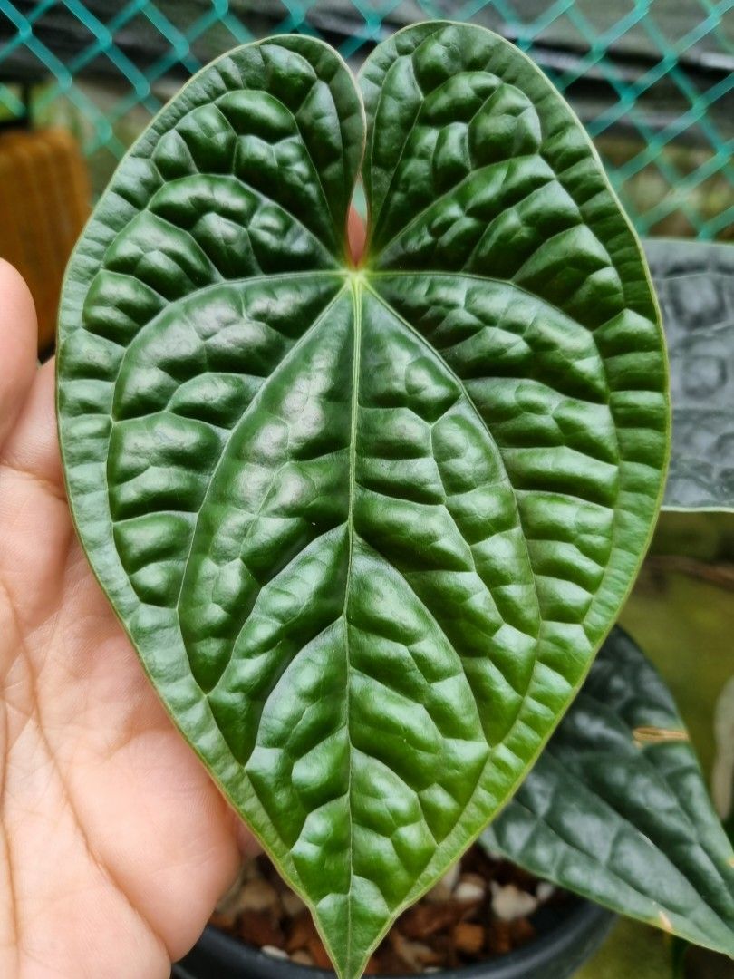 6” Anthurium Luxurians