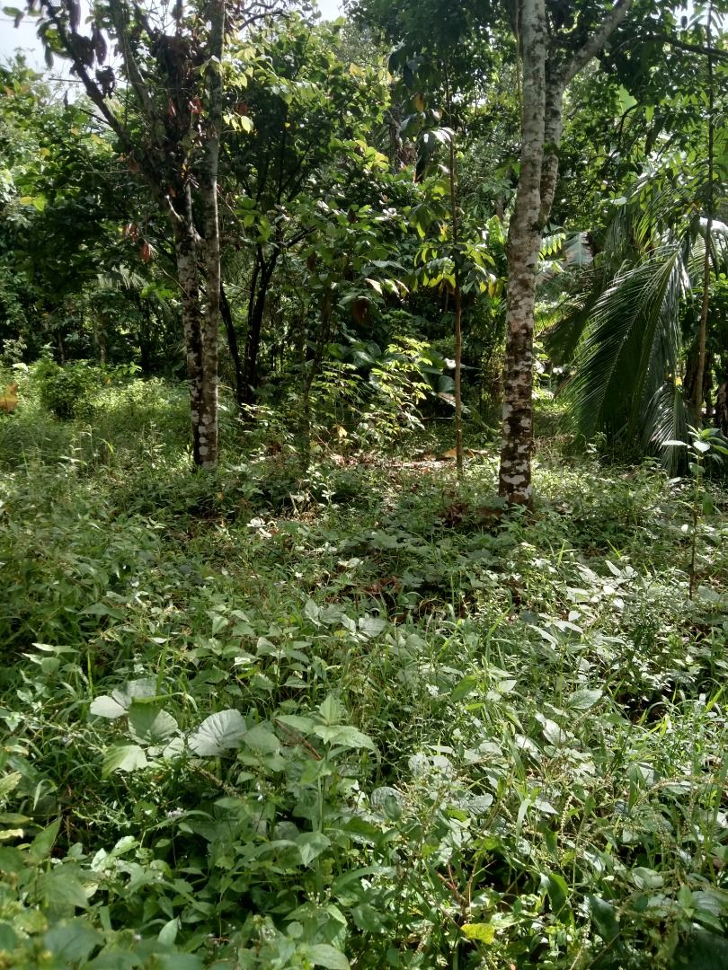 FARM LOT FOR SALE WITH FERTILE SOIL, Property, For Sale, Lot on Carousell