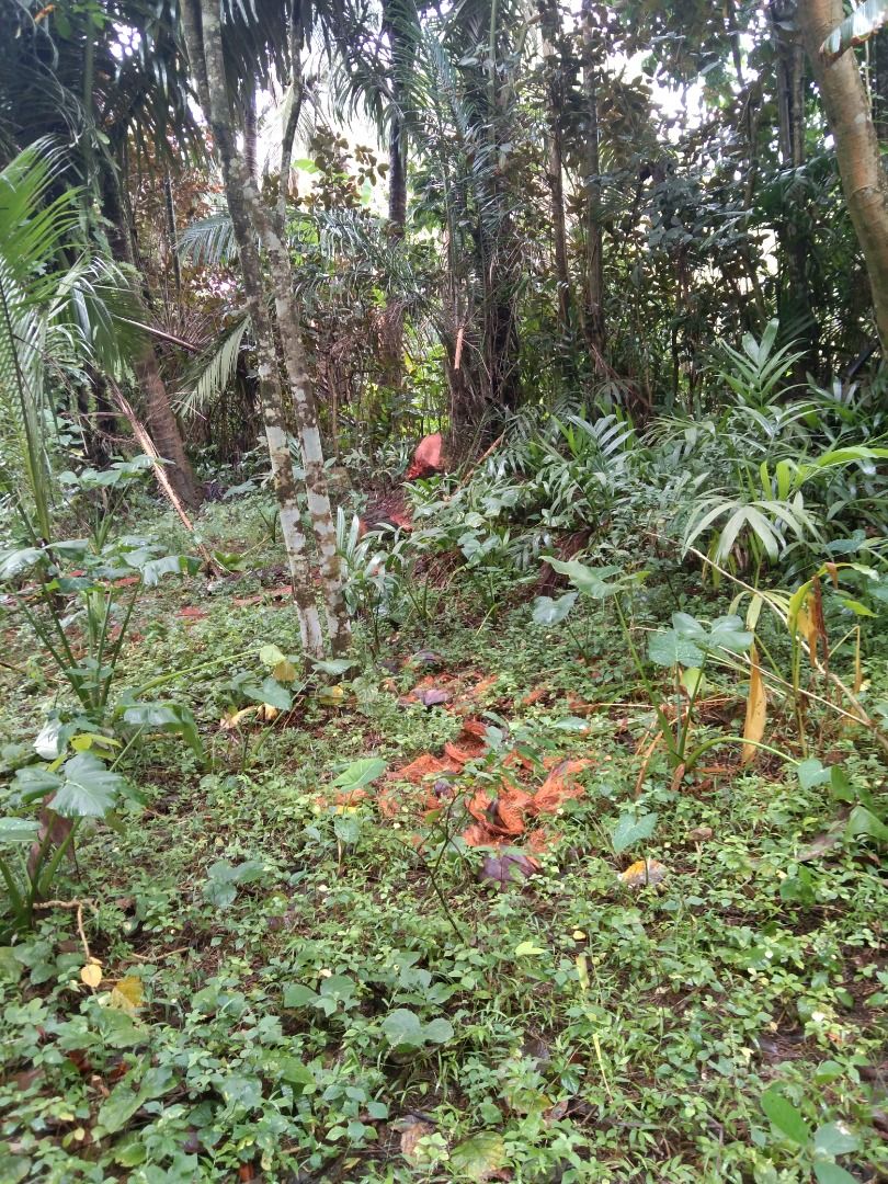 FARM LOT FOR SALE WITH FERTILE SOIL, Property, For Sale, Lot on Carousell