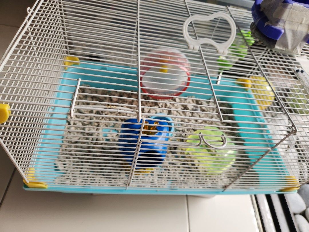 Preloved guinea pigs hot sale