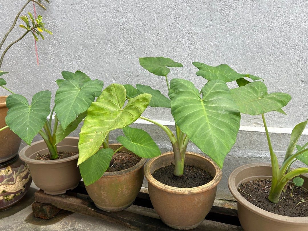 Pokok Keladi / Yam Plant, Furniture & Home Living, Gardening, Pots